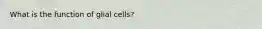 What is the function of glial cells?