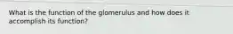 What is the function of the glomerulus and how does it accomplish its function?