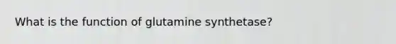 What is the function of glutamine synthetase?