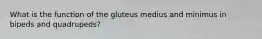 What is the function of the gluteus medius and minimus in bipeds and quadrupeds?