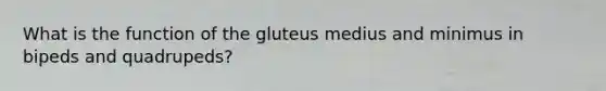 What is the function of the gluteus medius and minimus in bipeds and quadrupeds?