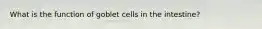 What is the function of goblet cells in the intestine?