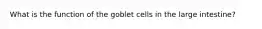 What is the function of the goblet cells in the large intestine?