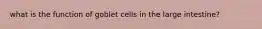 what is the function of goblet cells in the large intestine?