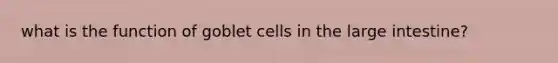 what is the function of goblet cells in the large intestine?