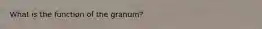 What is the function of the granum?