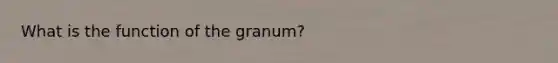 What is the function of the granum?