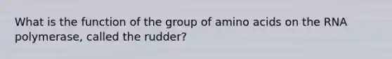 What is the function of the group of <a href='https://www.questionai.com/knowledge/k9gb720LCl-amino-acids' class='anchor-knowledge'>amino acids</a> on the RNA polymerase, called the rudder?