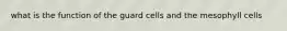 what is the function of the guard cells and the mesophyll cells