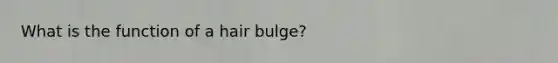 What is the function of a hair bulge?