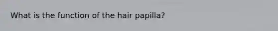 What is the function of the hair papilla?