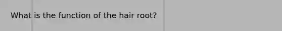 What is the function of the hair root?