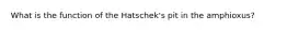 What is the function of the Hatschek's pit in the amphioxus?