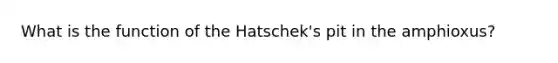 What is the function of the Hatschek's pit in the amphioxus?