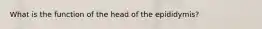 What is the function of the head of the epididymis?