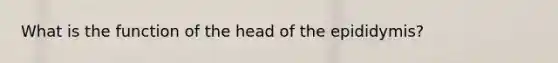 What is the function of the head of the epididymis?