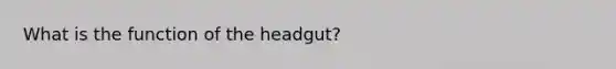 What is the function of the headgut?