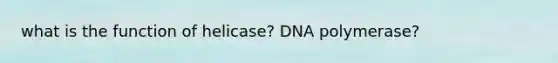 what is the function of helicase? DNA polymerase?