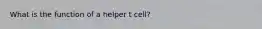 What is the function of a helper t cell?