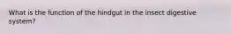 What is the function of the hindgut in the insect digestive system?