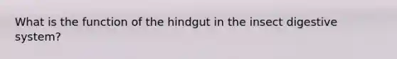 What is the function of the hindgut in the insect digestive system?