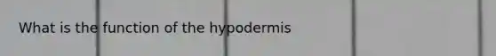 What is the function of the hypodermis