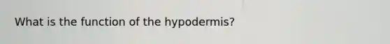 What is the function of the hypodermis?