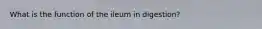 What is the function of the ileum in digestion?