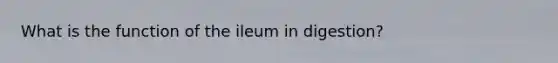 What is the function of the ileum in digestion?