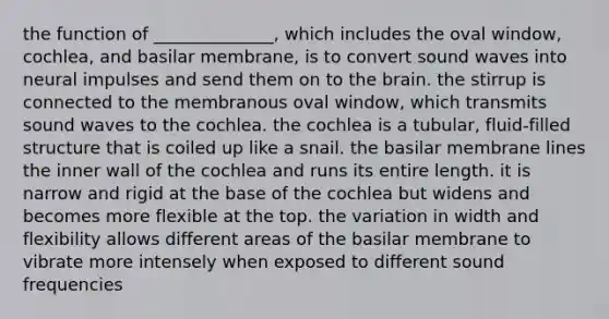 the function of ______________, which includes the oval window, cochlea, and basilar membrane, is to convert sound waves into neural impulses and send them on to the brain. the stirrup is connected to the membranous oval window, which transmits sound waves to the cochlea. the cochlea is a tubular, fluid-filled structure that is coiled up like a snail. the basilar membrane lines the inner wall of the cochlea and runs its entire length. it is narrow and rigid at the base of the cochlea but widens and becomes more flexible at the top. the variation in width and flexibility allows different areas of the basilar membrane to vibrate more intensely when exposed to different sound frequencies