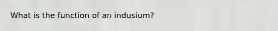 What is the function of an indusium?