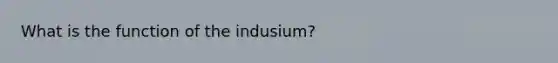 What is the function of the indusium?