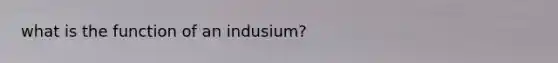 what is the function of an indusium?