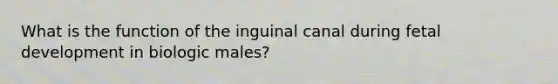 What is the function of the inguinal canal during fetal development in biologic males?