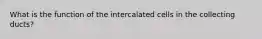 What is the function of the intercalated cells in the collecting ducts?