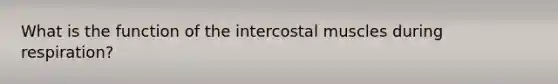 What is the function of the intercostal muscles during respiration?