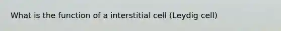 What is the function of a interstitial cell (Leydig cell)