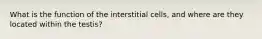 What is the function of the interstitial cells, and where are they located within the testis?