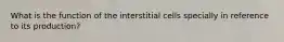 What is the function of the interstitial cells specially in reference to its production?