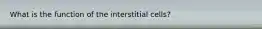 What is the function of the interstitial cells?