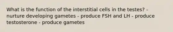 What is the function of the interstitial cells in the testes? - nurture developing gametes - produce FSH and LH - produce testosterone - produce gametes