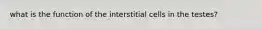 what is the function of the interstitial cells in the testes?