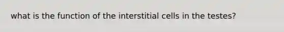 what is the function of the interstitial cells in the testes?