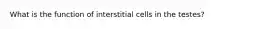 What is the function of interstitial cells in the testes?