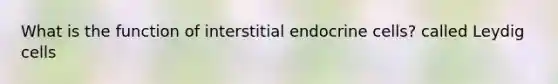 What is the function of interstitial endocrine cells? called Leydig cells