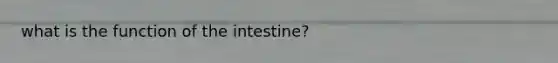 what is the function of the intestine?