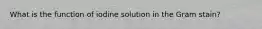 What is the function of iodine solution in the Gram stain?