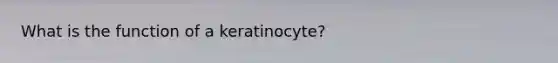 What is the function of a keratinocyte?