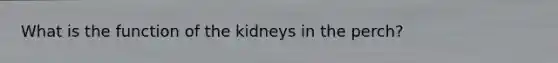 What is the function of the kidneys in the perch?