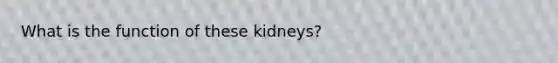 What is the function of these kidneys?